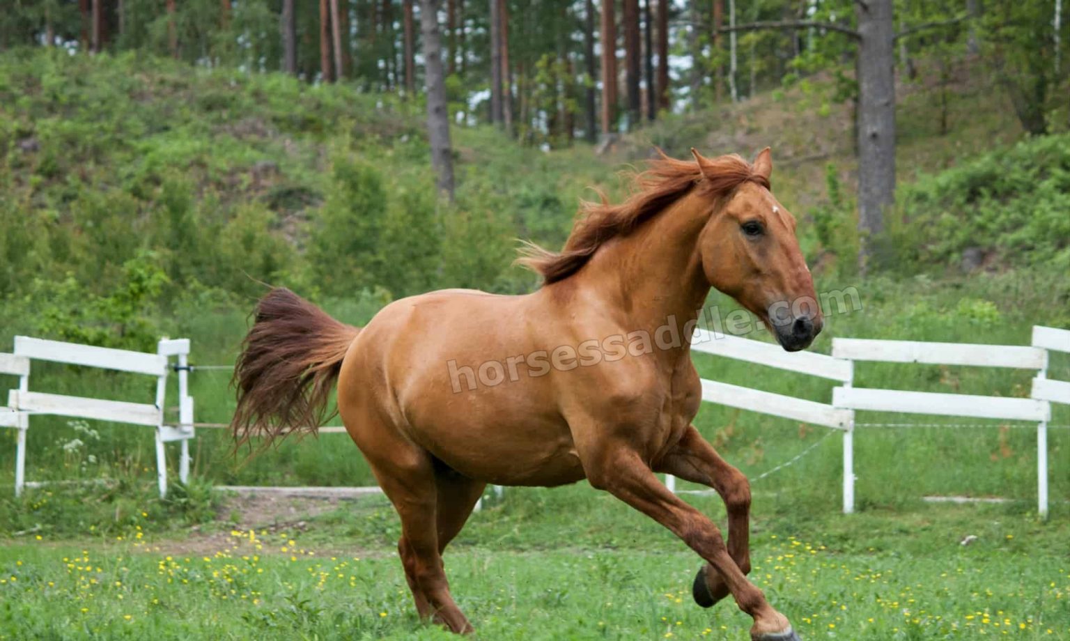 stallion-horse-things-you-should-know-horsessaddle