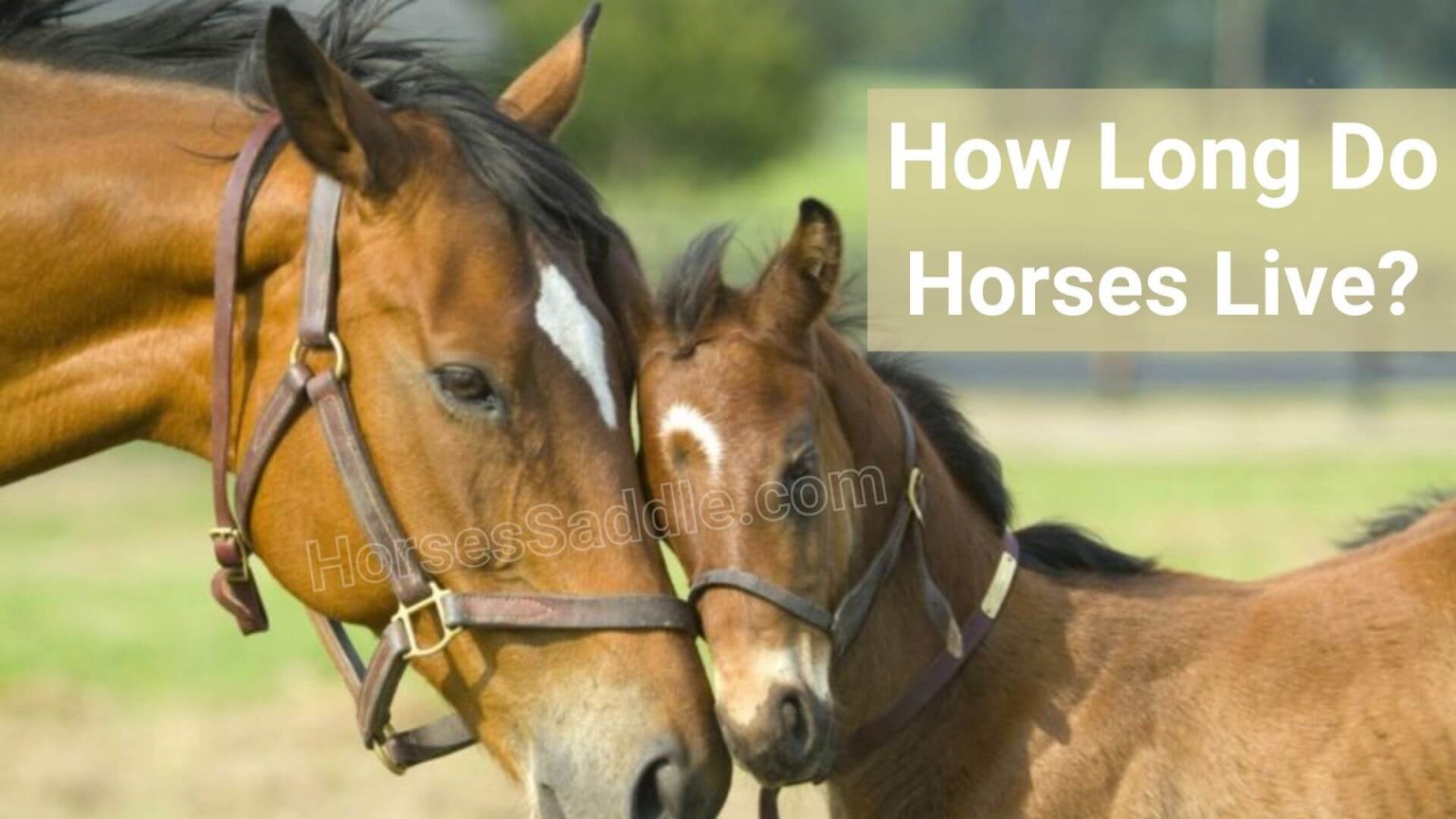 How Long Do Horses Live? | Horsessaddle.com